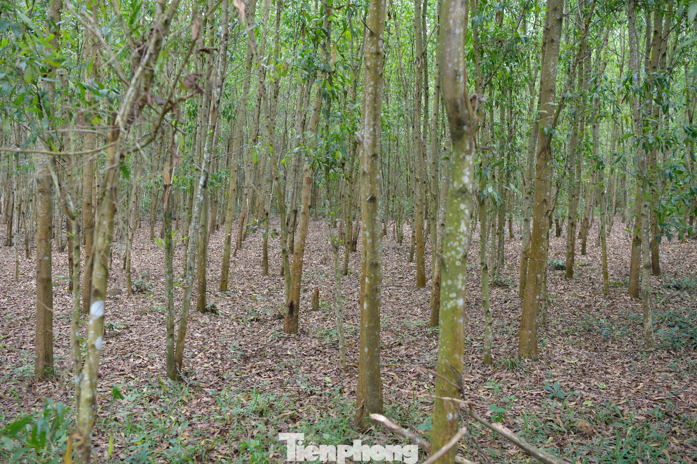 Vào tháng 6/1966, nhờ hệ thống địa đạo, ta đánh tiến công đánh phủ đầu vào bãi trực thăng địch đổ quân để tiến lên gò Thì Thùng, diệt 40 tên địch. Đây là chiến công lớn và hết sức vẻ vang của quân và dân Phú Yên ở địa đạo Gò Thì Thùng.
