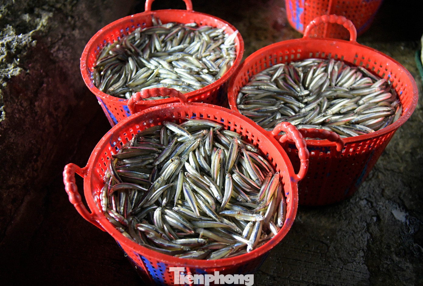 Thuyền cập cảng cá Phú Lạc lúc gần 10h tối. Tại đây là một bầu không khí nhộn nhịp. Bà con trên bờ làm việc luôn tay, tiếp nhận, phân loại thành quả thu được từ các chuyến tàu. Cảng cá Phú Lạc là công trình thuộc quy hoạch cảng cá, bến cá đến năm 2020, định hướng đến năm 2030 được Thủ tướng Chính phủ phê duyệt. Cảng cá Phú Lạc là một trong bốn cảng cá lớn của tỉnh Phú Yên được đưa vào sử dụng từ cuối tháng 8/2015 với tổng mức đầu tư gần 69 tỷ đồng. Sản lượng hải sản thông qua cảng 10.000 tấn/năm.