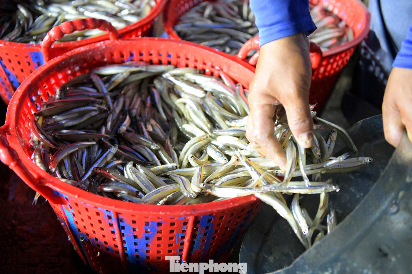 Thuyền cập cảng cá Phú Lạc lúc gần 10h tối. Tại đây là một bầu không khí nhộn nhịp. Bà con trên bờ làm việc luôn tay, tiếp nhận, phân loại thành quả thu được từ các chuyến tàu. Cảng cá Phú Lạc là công trình thuộc quy hoạch cảng cá, bến cá đến năm 2020, định hướng đến năm 2030 được Thủ tướng Chính phủ phê duyệt. Cảng cá Phú Lạc là một trong bốn cảng cá lớn của tỉnh Phú Yên được đưa vào sử dụng từ cuối tháng 8/2015 với tổng mức đầu tư gần 69 tỷ đồng. Sản lượng hải sản thông qua cảng 10.000 tấn/năm.