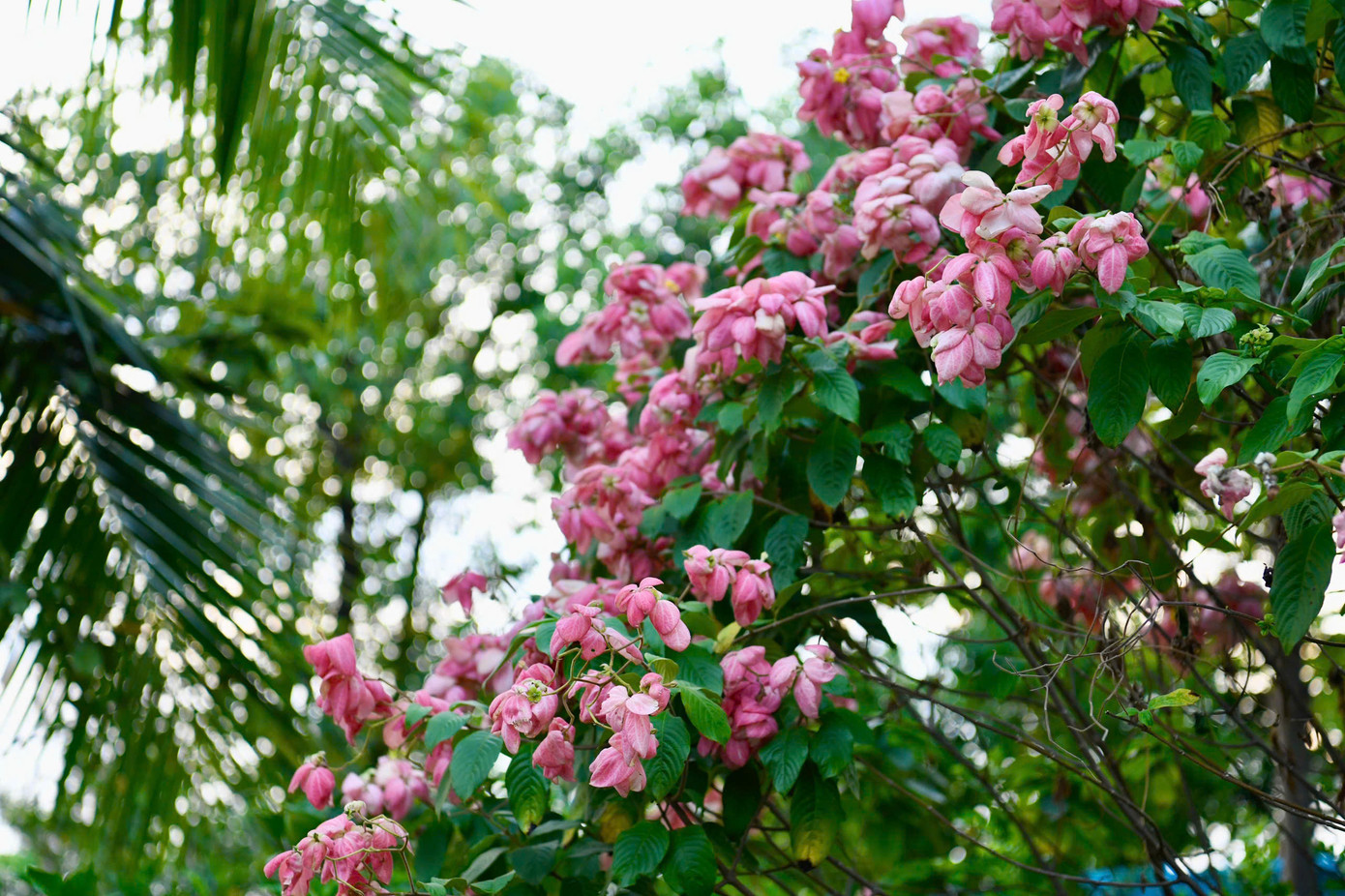 Bên cạnh đó, những đóa hoa cũng đồng loạt khoe sắc, mang lại vẻ lãng mạn cho sân golf Tân Sơn Nhất.