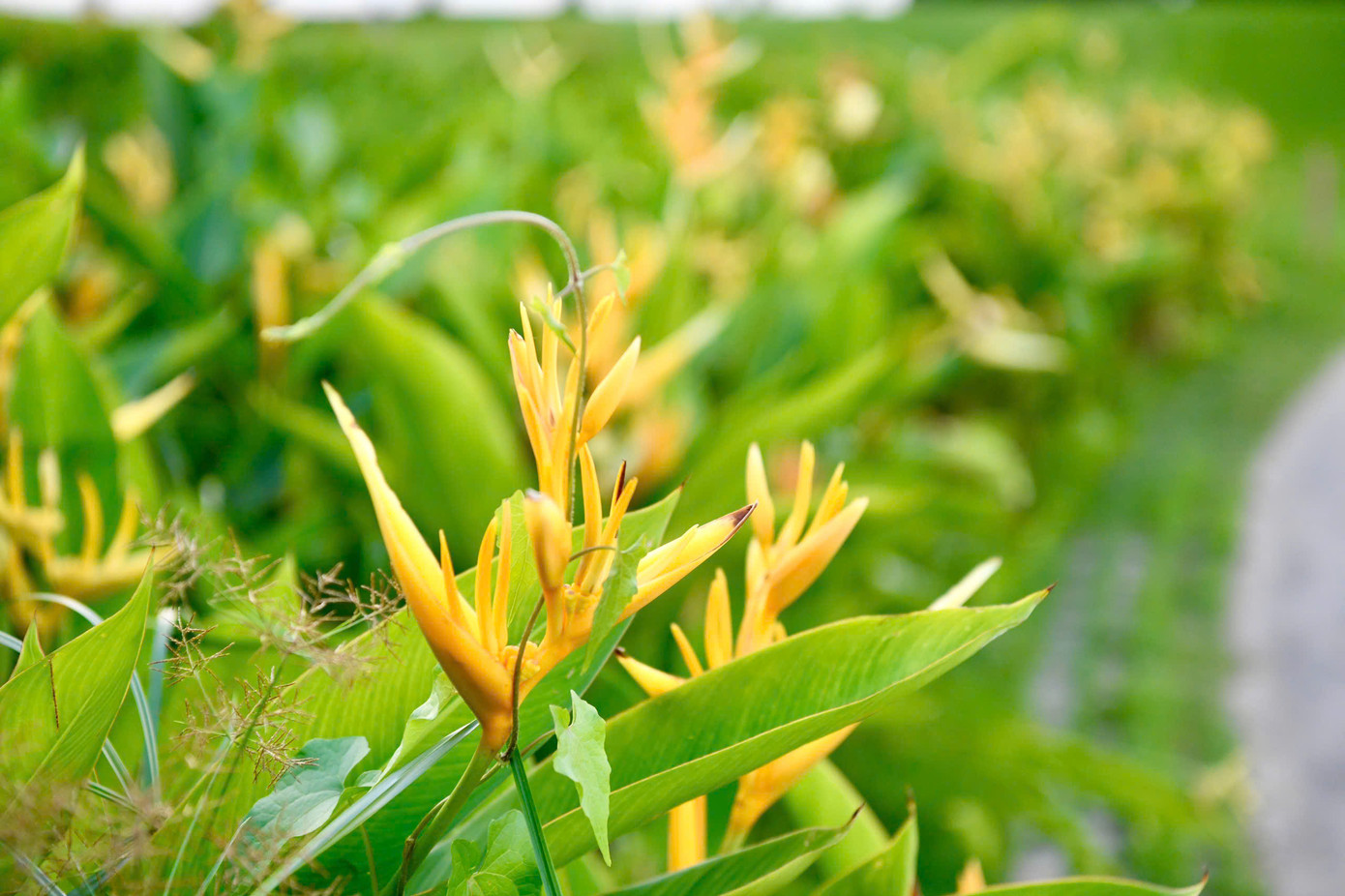 Không hề quá khi nói rằng sân golf Tân Sơn Nhất thuộc tốp đầu cả nước, từ dịch vụ tốt, sân bãi hoàn hảo đến khung cảnh tuyệt đẹp.