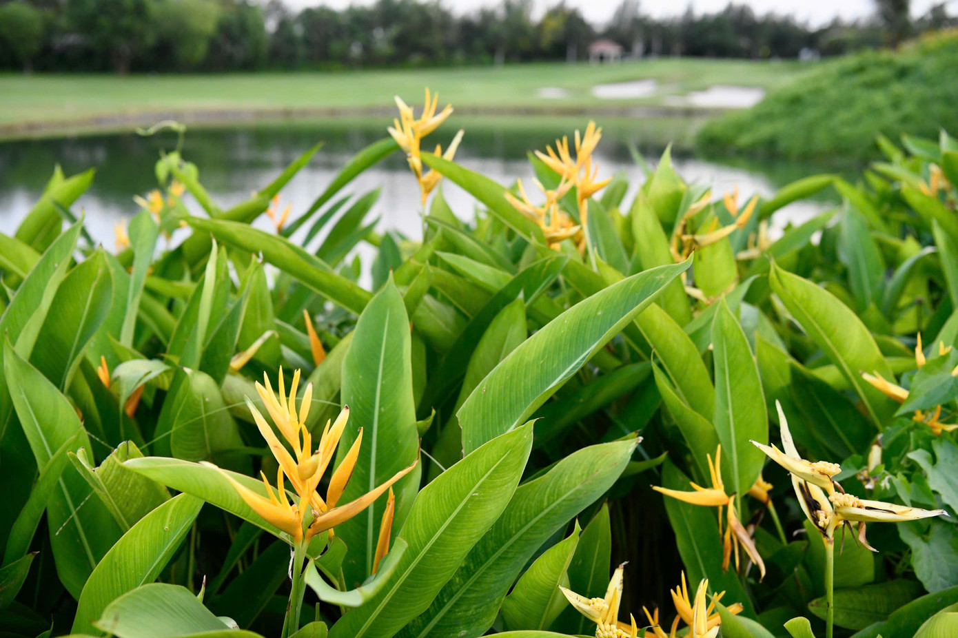 Không hề quá khi nói rằng sân golf Tân Sơn Nhất thuộc tốp đầu cả nước, từ dịch vụ tốt, sân bãi hoàn hảo đến khung cảnh tuyệt đẹp.