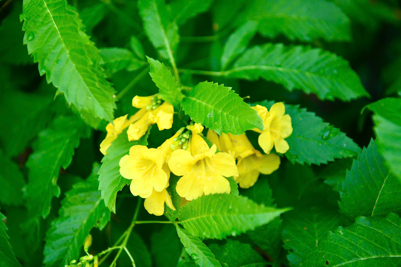 Không hề quá khi nói rằng sân golf Tân Sơn Nhất thuộc tốp đầu cả nước, từ dịch vụ tốt, sân bãi hoàn hảo đến khung cảnh tuyệt đẹp.