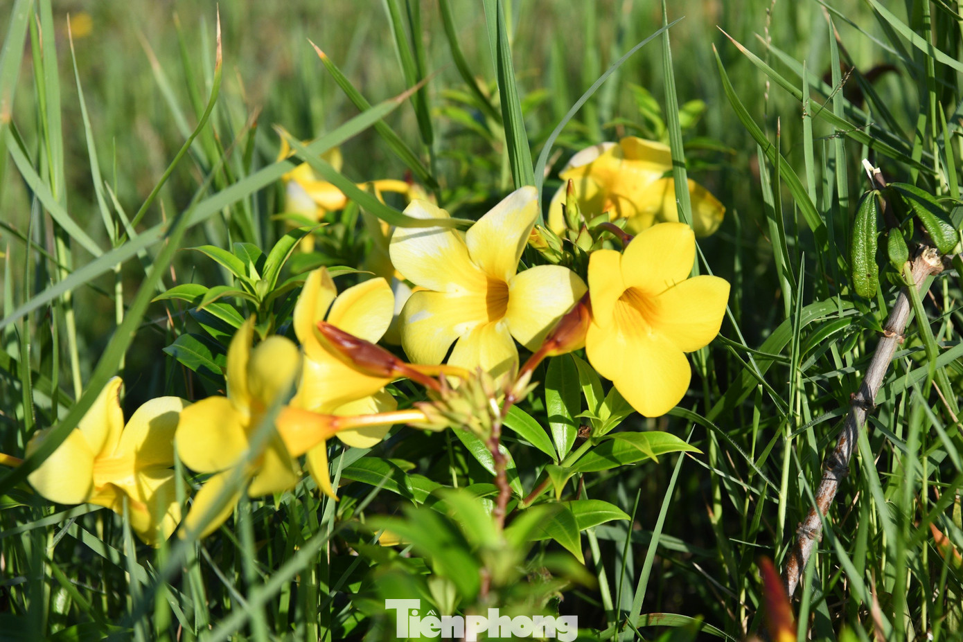 Nhìn chúng, bất giác tôi nhớ đến đoạn cuối trong tác phẩm văn học Tôi thấy hoa vàng trên cỏ xanh của nhà văn Nguyễn Nhật Anh, khi Nhi đối mặt Tường: &quot;Cỏ dưới chân nó xanh biêng biếc nhưng ánh mắt tôi vẫn bắt gặp những cánh hoa vàng li ti đang kín đáo nở ra trong nách lá&quot;.