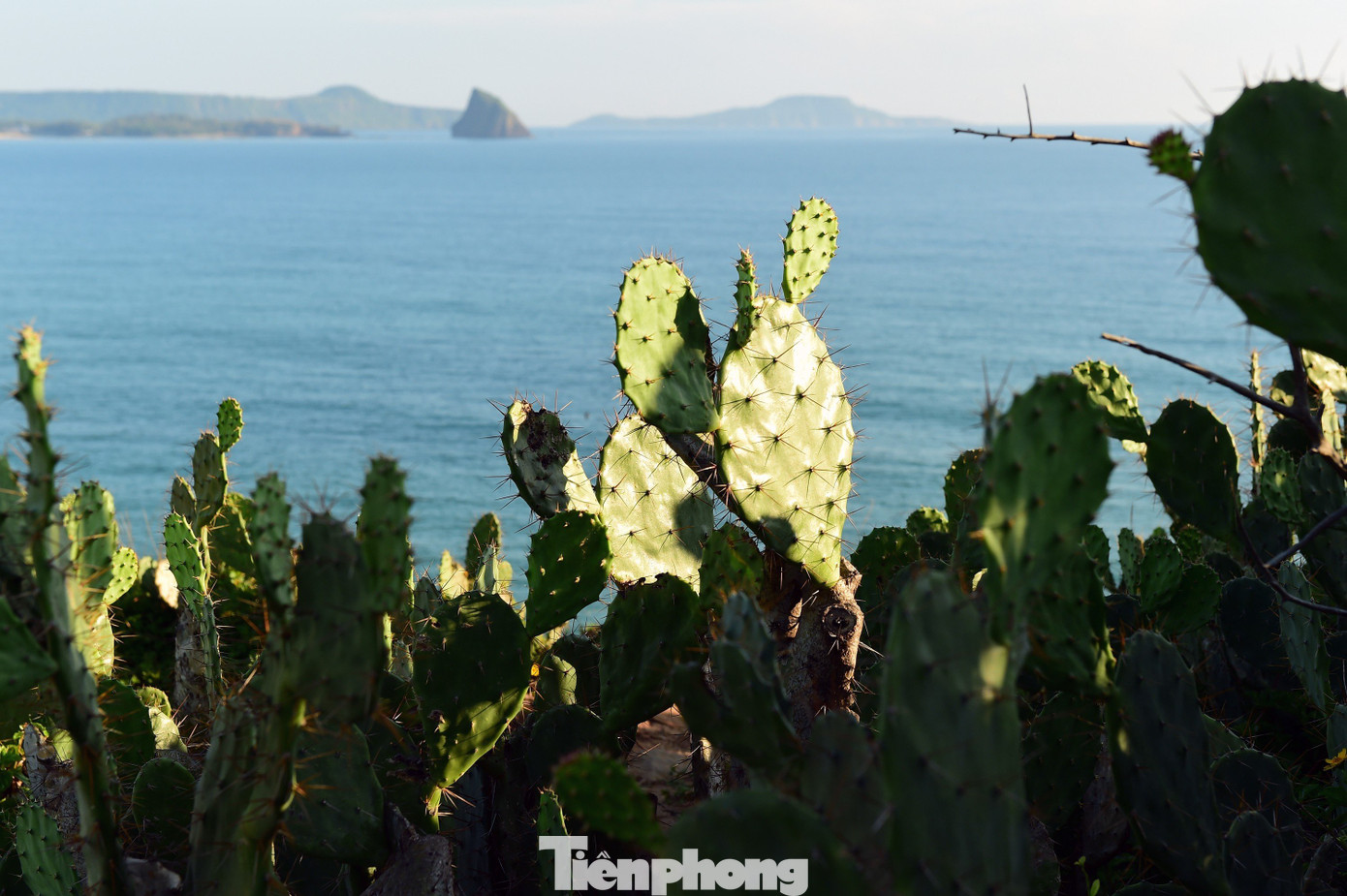 Nhưng bãi Xép không chỉ có hoa vàng cỏ xanh, mà còn cả những bụi xương rồng. Không chỉ tồn tại bền bỉ và thách thức thời tiết khắc nghiệt, xương rồng còn nở hoa. Có thể coi nó là hiện thân của con người Phú Yên kiên cường và luôn mãnh liệt vươn lên.