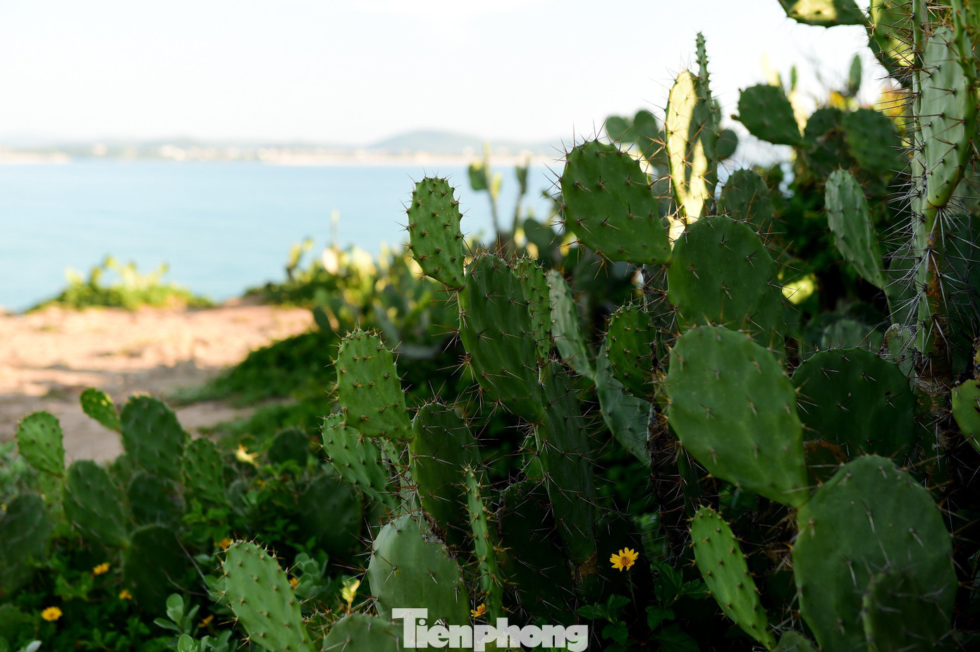 Nhưng bãi Xép không chỉ có hoa vàng cỏ xanh, mà còn cả những bụi xương rồng. Không chỉ tồn tại bền bỉ và thách thức thời tiết khắc nghiệt, xương rồng còn nở hoa. Có thể coi nó là hiện thân của con người Phú Yên kiên cường và luôn mãnh liệt vươn lên.