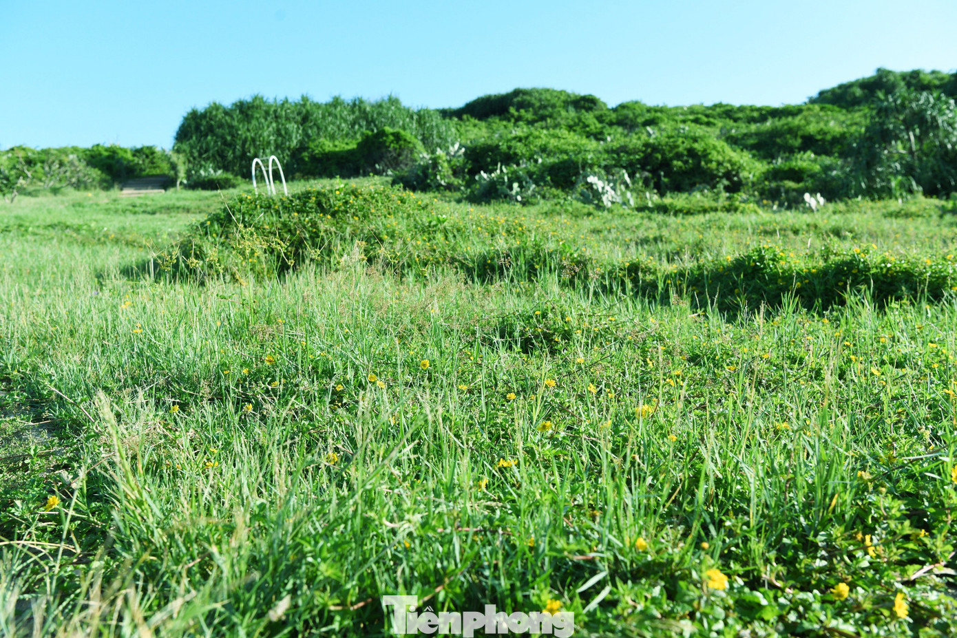 Như đã nói, mọi thứ nơi đây đều nguyên sơ, bao gồm đám cỏ xanh chen nhau dưới ánh nắng chiếu đến từ phía biển. Lẫn trong đó là những cánh hoa vàng cũng cố đua lên, đón nụ hôn của mặt trời.