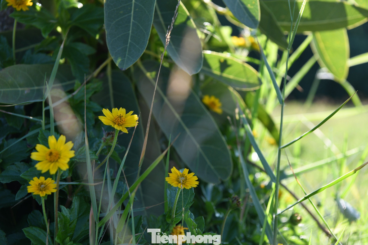 Nhìn chúng, bất giác tôi nhớ đến đoạn cuối trong tác phẩm văn học Tôi thấy hoa vàng trên cỏ xanh của nhà văn Nguyễn Nhật Anh, khi Nhi đối mặt Tường: &quot;Cỏ dưới chân nó xanh biêng biếc nhưng ánh mắt tôi vẫn bắt gặp những cánh hoa vàng li ti đang kín đáo nở ra trong nách lá&quot;.