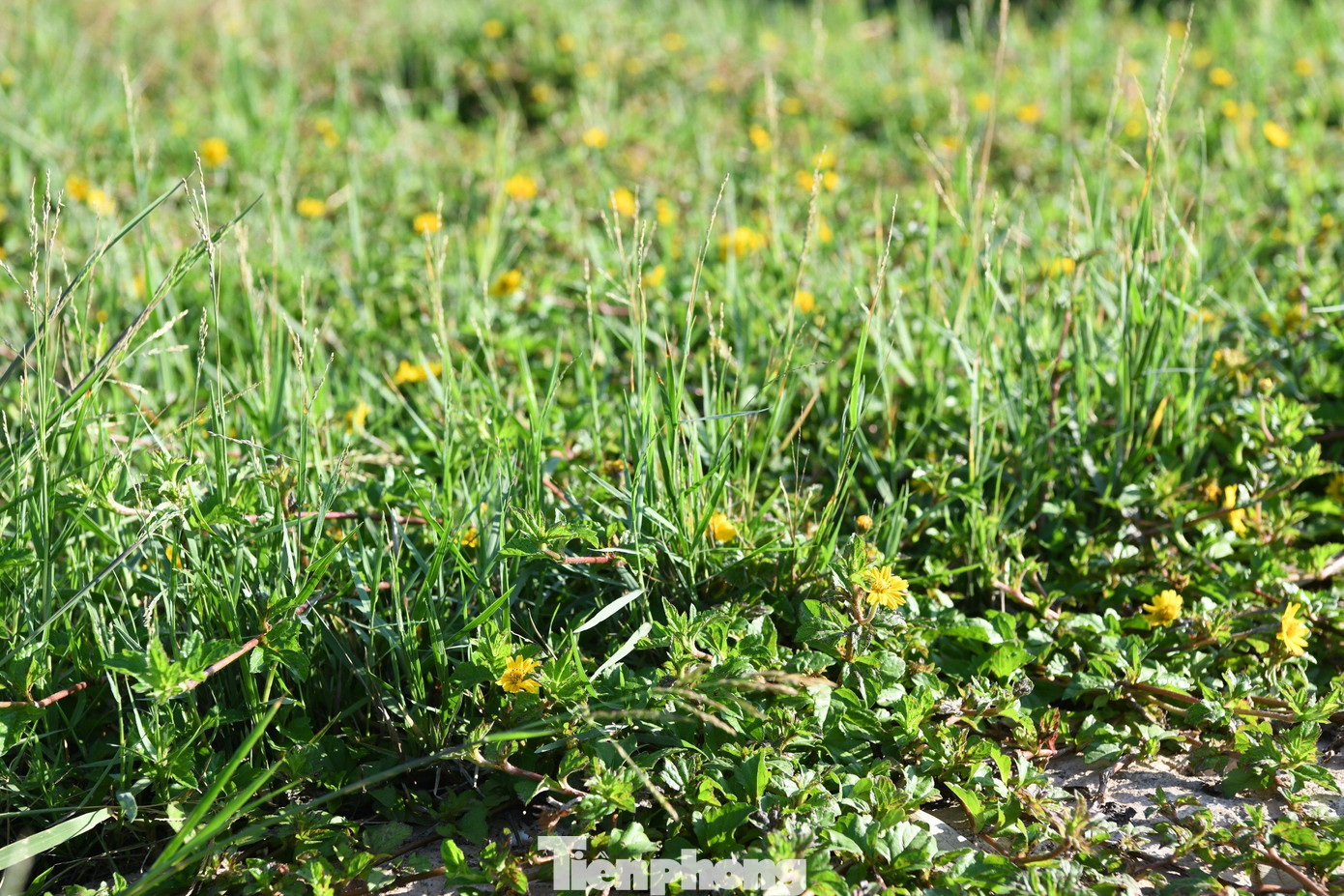 Nhìn chúng, bất giác tôi nhớ đến đoạn cuối trong tác phẩm văn học Tôi thấy hoa vàng trên cỏ xanh của nhà văn Nguyễn Nhật Anh, khi Nhi đối mặt Tường: &quot;Cỏ dưới chân nó xanh biêng biếc nhưng ánh mắt tôi vẫn bắt gặp những cánh hoa vàng li ti đang kín đáo nở ra trong nách lá&quot;.