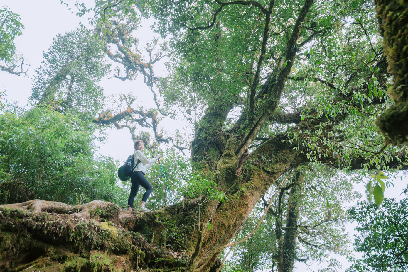 Tả Liên Sơn có rất nhiều cây cổ thụ và rêu phong phủ màu năm tháng.