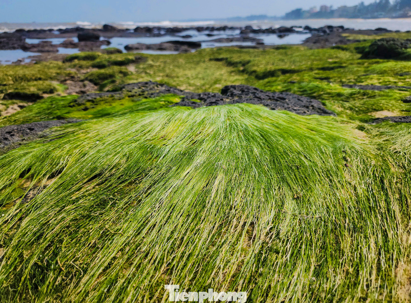Lớp rêu xanh phủ trên những tảng đá lớn tạo nên ấn tượng mạnh về mặt thị giác. Đường rêu xanh dưới những đợt sóng biển tựa như suối tóc dài của nữ thần biển vậy. Lớp rêu xanh phủ trên những tảng đá lớn tạo nên ấn tượng mạnh về mặt thị giác. Đường rêu xanh dưới những đợt sóng biển tựa như suối tóc dài của nữ thần biển vậy.