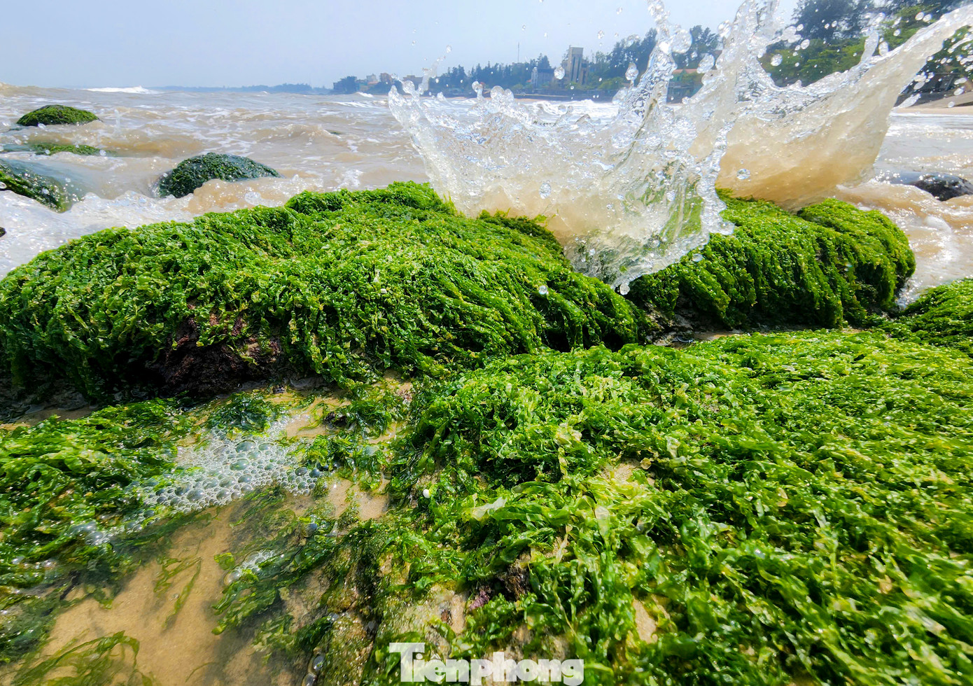 Lớp rêu xanh phủ trên những tảng đá lớn tạo nên ấn tượng mạnh về mặt thị giác. Đường rêu xanh dưới những đợt sóng biển tựa như suối tóc dài của nữ thần biển vậy. Lớp rêu xanh phủ trên những tảng đá lớn tạo nên ấn tượng mạnh về mặt thị giác. Đường rêu xanh dưới những đợt sóng biển tựa như suối tóc dài của nữ thần biển vậy.
