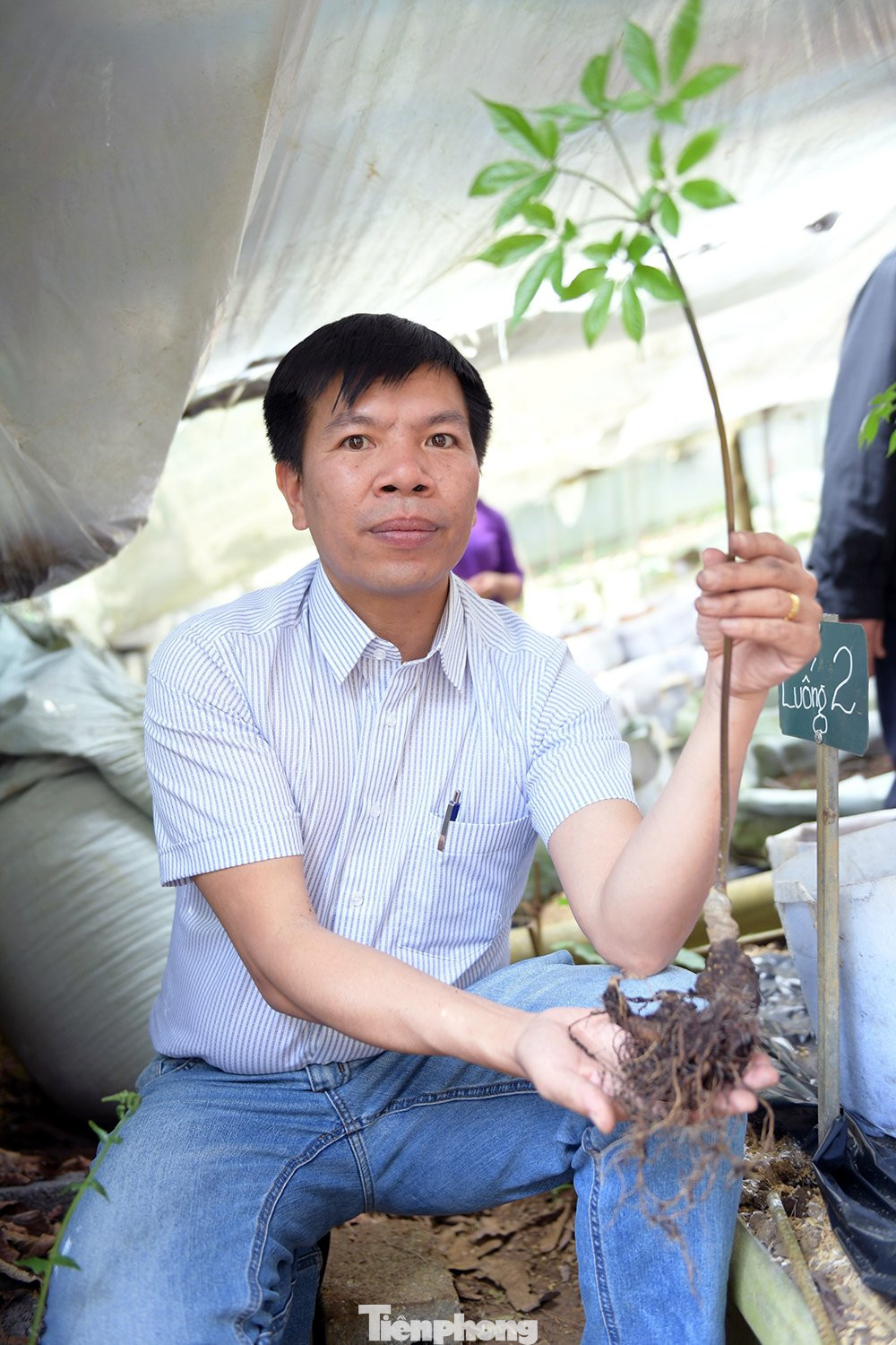 Thạc sỹ Phạm Quang Tuyến và cây sâm Lai Châu phát triển khỏe mạnh, có thể được mang ra trồng ngoài tự nhiên, trên những cánh rừng Lai Châu.