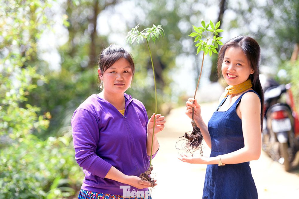 Sâm Lai Châu được kỳ vọng sẽ giúp Lai Châu cũng như đồng bào trong tỉnh có cuộc sống ấm no, hạnh phúc.