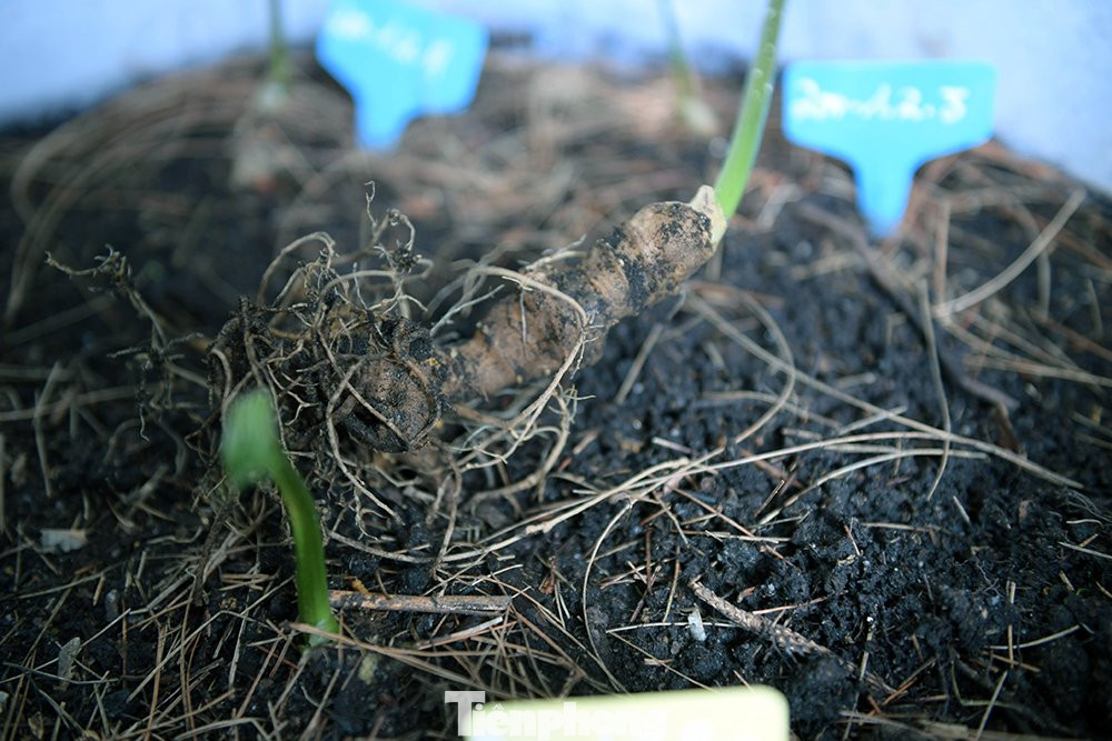 Mọi bộ phận của Sâm Lai Châu đều có thể dùng làm thuốc. Sâm Lai Châu được các chuyên gia nghiên cứu đánh giá là Sâm quý và giá trị hàng đầu thế giới.