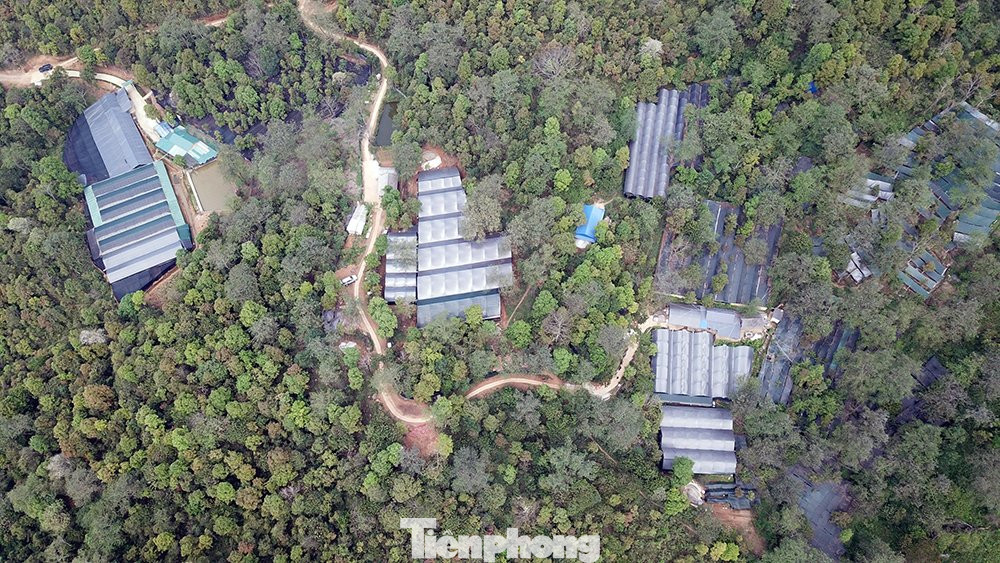 Với một vườn ươm như thế này chỉ gieo trồng chưa được nửa hécta. Trong tương lai, tỉnh Lai Châu cần thêm 500 vườn ươm tương tự để phát triển vùng sâm tập trung trên 3 nghìn hécta. Muốn đạt được điều đó, bên cạnh nguồn lực nội tại của tỉnh cần thêm sự chung tay của các nhà đầu tư trong và ngoài nước.