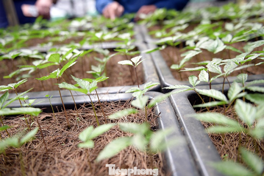 Những khay ươm cây giống nhằm đảm bảo cho ra những cây sâm Lai Châu chất lượng cao, giảm thiểu nguy cơ nhiễm bệnh hay bị ảnh hưởng bởi độc tố bên ngoài.