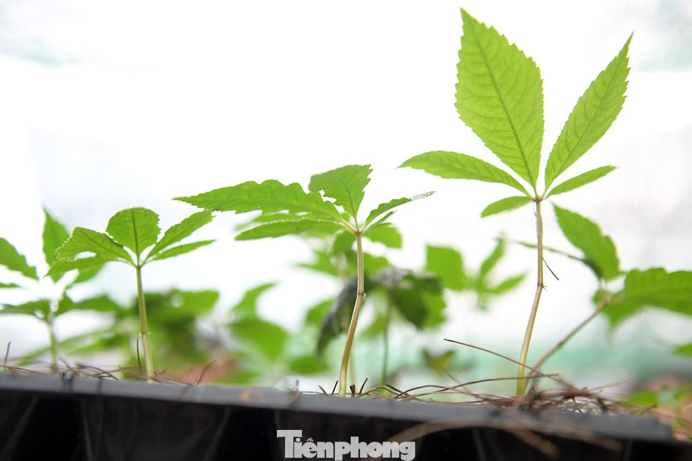 Một cây sâm bình thường phải mất 5 năm mới có hạt, nhân ra cây giống mới.