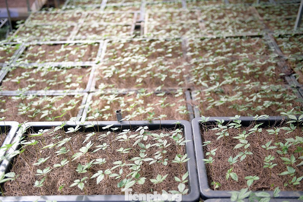 Những khay ươm cây giống nhằm đảm bảo cho ra những cây sâm Lai Châu chất lượng cao, giảm thiểu nguy cơ nhiễm bệnh hay bị ảnh hưởng bởi độc tố bên ngoài.