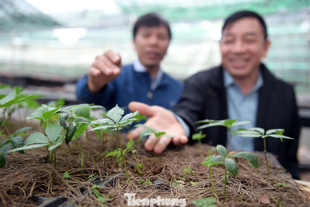 Sâm Lai Châu cùng chi với tam thất nhưng có nhiều khác biệt, mặt sau của lá không có lông, củ đen hơn tam thất.