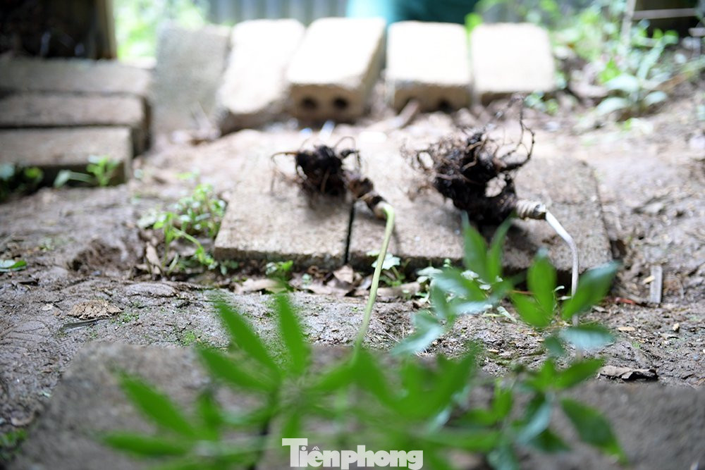 Mọi bộ phận của Sâm Lai Châu đều có thể dùng làm thuốc. Sâm Lai Châu được các chuyên gia nghiên cứu đánh giá là Sâm quý và giá trị hàng đầu thế giới.