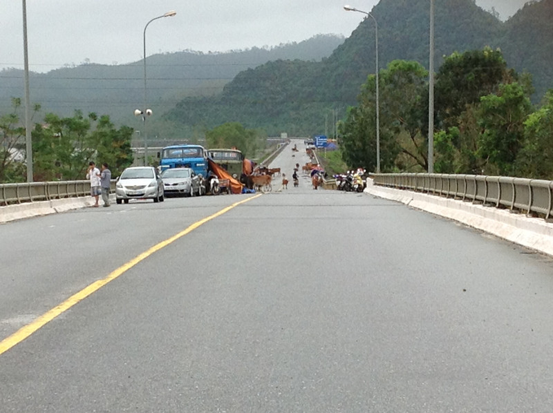 Ô tô, trâu bò phải di chuyển lên trú ở cầu Xuân Sơn. Ảnh: Hoàng Nam