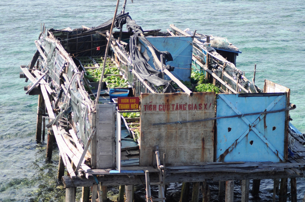 Vườn rau treo trên đảo Đá Đông