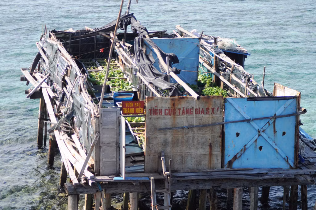 Vườn rau treo trên đảo Đá Đông