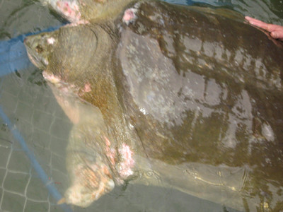 Cụ Rùa Hồ Gươm trong bể điều trị. Cụ Rùa Hồ Gươm trong bể điều trị