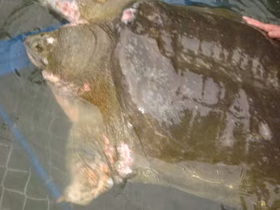 Cụ Rùa Hồ Gươm trong bể điều trị