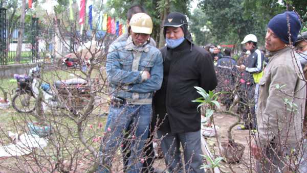 Theo nhiều người bán đào, giá đã giảm đi một chút so với vài ngày trước. Cây đào trong ảnh được trả 550 nghìn, nhưng chủ kiên quyết 1,1 triệu đồng mới bán.