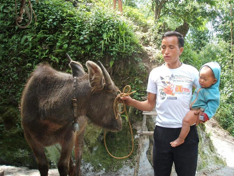 Hây Chờ Báo và con gái bên con nghé mua bằng tiền vay Ngân hàng CSXH