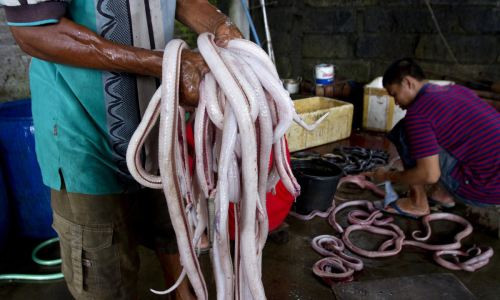 Tiết canh, thịt chó lọt top 13 món ăn kinh dị nhất thế giới ảnh 7