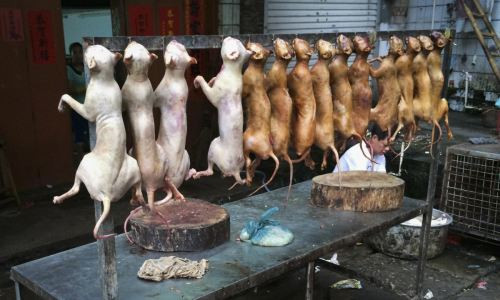 Tiết canh, thịt chó lọt top 13 món ăn kinh dị nhất thế giới ảnh 8