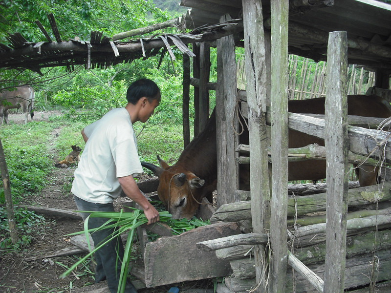 Bò chọi của một người dân ở bản Mường Lống 1, Kỳ Sơn 