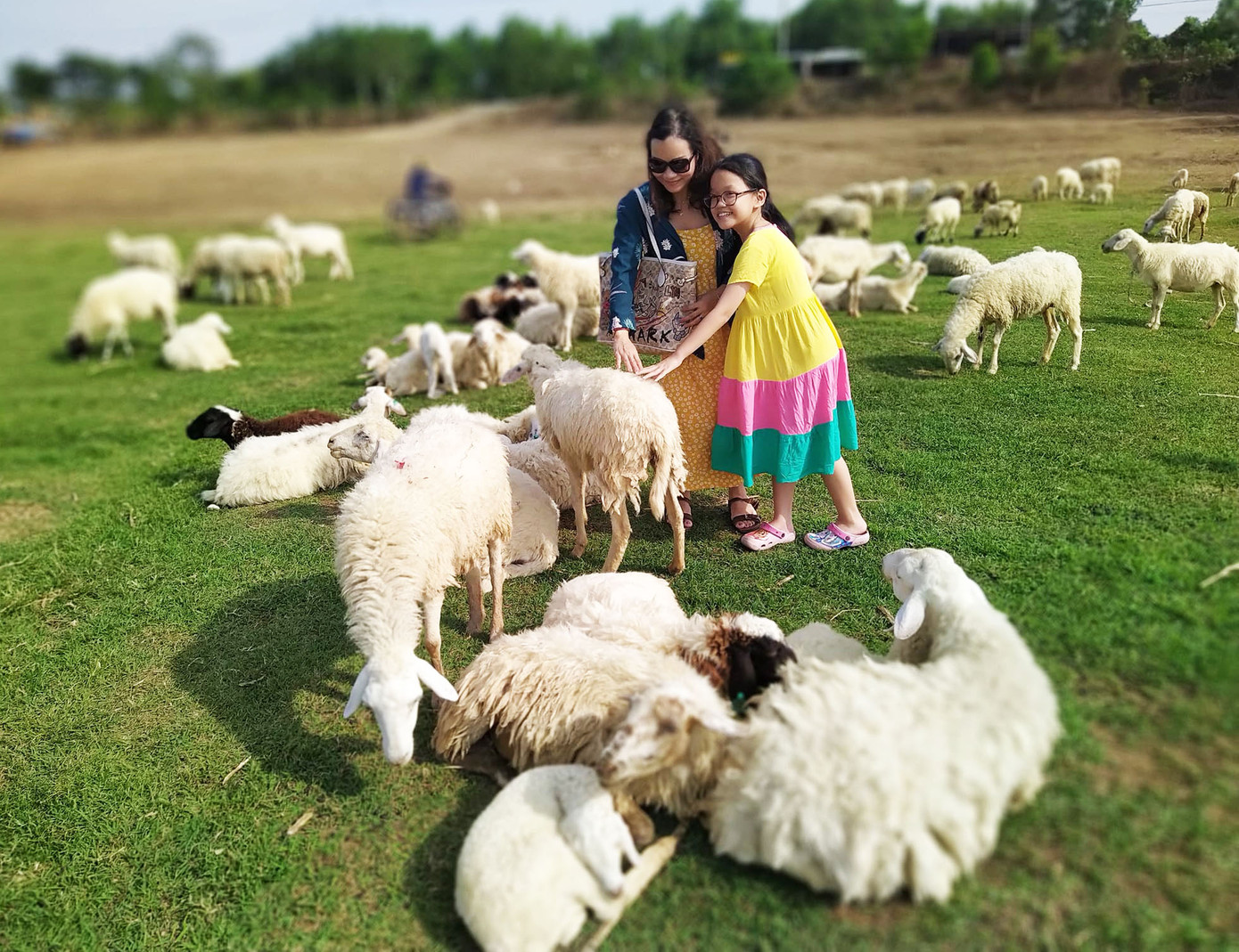 Theo chị Uyên, người trông coi đàn cừu, trong dịp nghỉ lễ này, bình quân mỗi ngày, điểm tham quan này đón gần 100 đoàn khách.