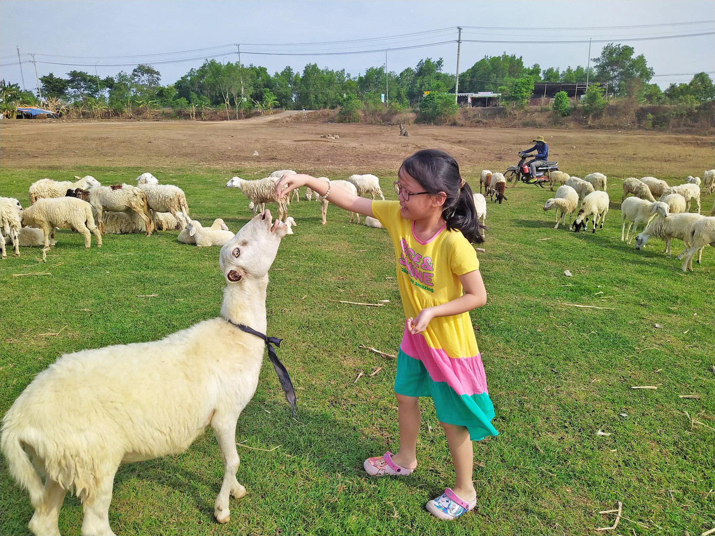 Các em nhỏ đặc biệt thích đàn cừu và thường cho chúng ăn những hạt ngô.