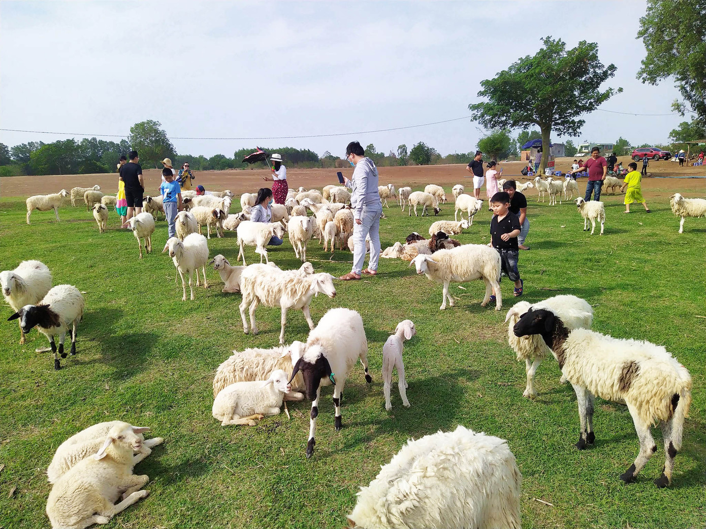 Trong dịp nghỉ lễ 30/4 và 1/5 năm nay, nhiều du khách đã ghé thăm vui chơi, chụp ảnh cùng đàn cừu.