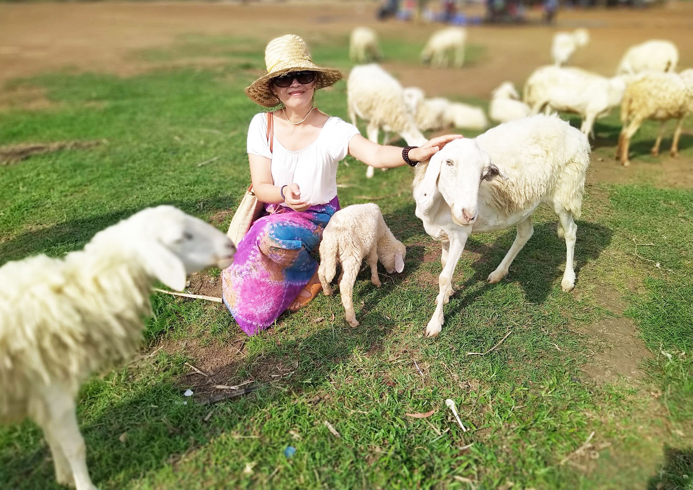 Một số du khách nhận xét, đàn cừu rất dễ thương, mến khách. Chúng tạo ra một không khí thân thiện giữa con người với thiên nhiên.