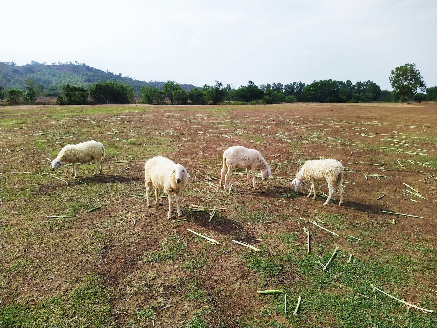 Suối Nghệ là vùng đất trù phú, trồng nhiều cây trái. Người dân đã trồng nhiều hecta cỏ để nuôi cừu. Chị Uyên, người quản lý trông coi đàn cừu kể: "Cách đây 8 năm, chúng tôi quyết định nuôi 200 con cừu để phục vụ du khách tham quan du lịch với hy vọng mọi người sẽ dừng chân trên quê hương Suối Nghệ. Khi du khách từ TPHCM và các tỉnh, thành đi du lịch thành phố biển Vũng Tàu, thay vì đi thẳng một mạch thì nay có thể dừng chân nghỉ ngơi, uống nước dừa và thăm đàn cừu của chúng tôi".