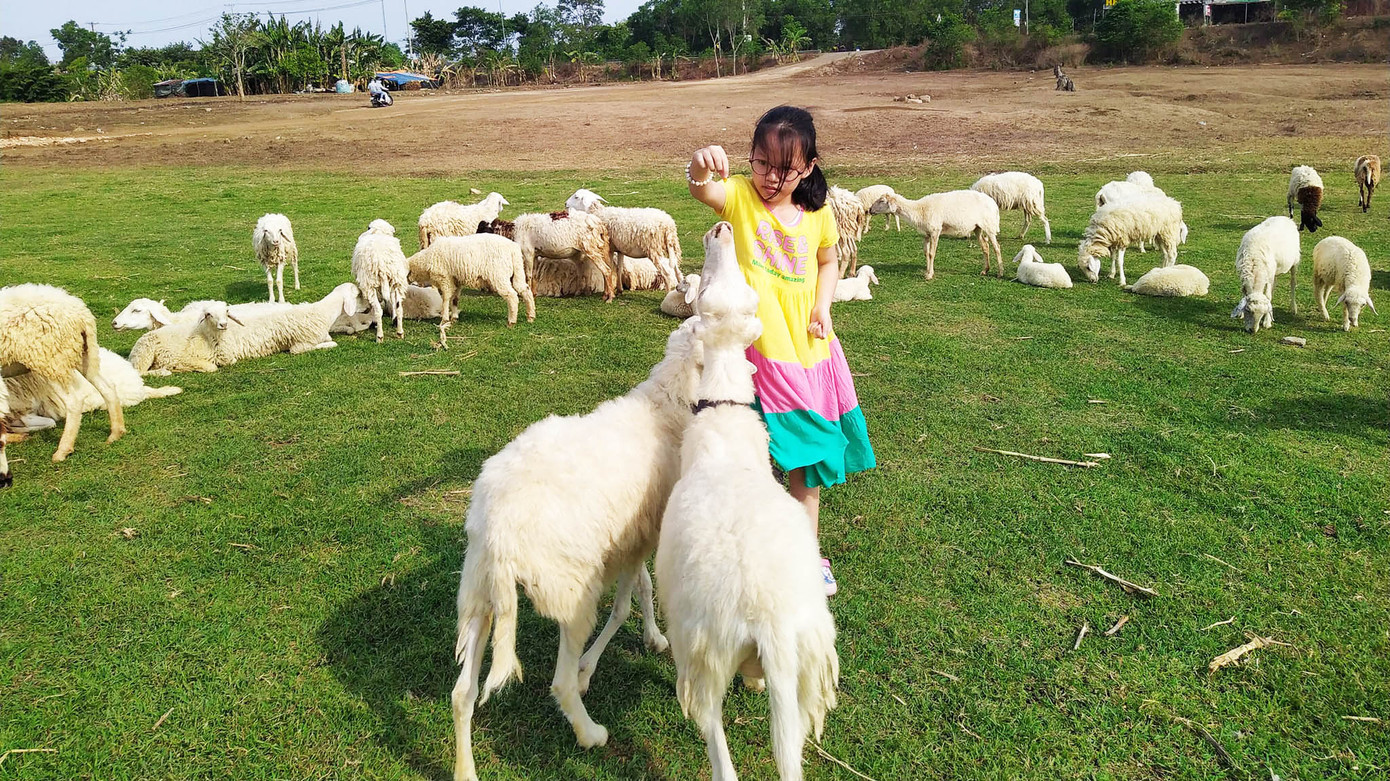 Đàn cừu nhận được sự yêu mến và chăm sóc của du khách xa gần. "Trong đợt đại dịch COVID-19, chúng tôi lao đao vì không có nguồn thu mà vẫn nuôi 200 con cừu cũng với việc trả lương 4 người chăm sóc. Chúng tôi đã định bán đàn cừu, nhưng nhiều du khách và các công ty lữ hành gọi điện mong giữ lại đàn cừu để khách ghé thăm Suối Nghệ nên chúng tôi giữ đàn cừu lại đến bây giờ" - chị Uyên cho hay.