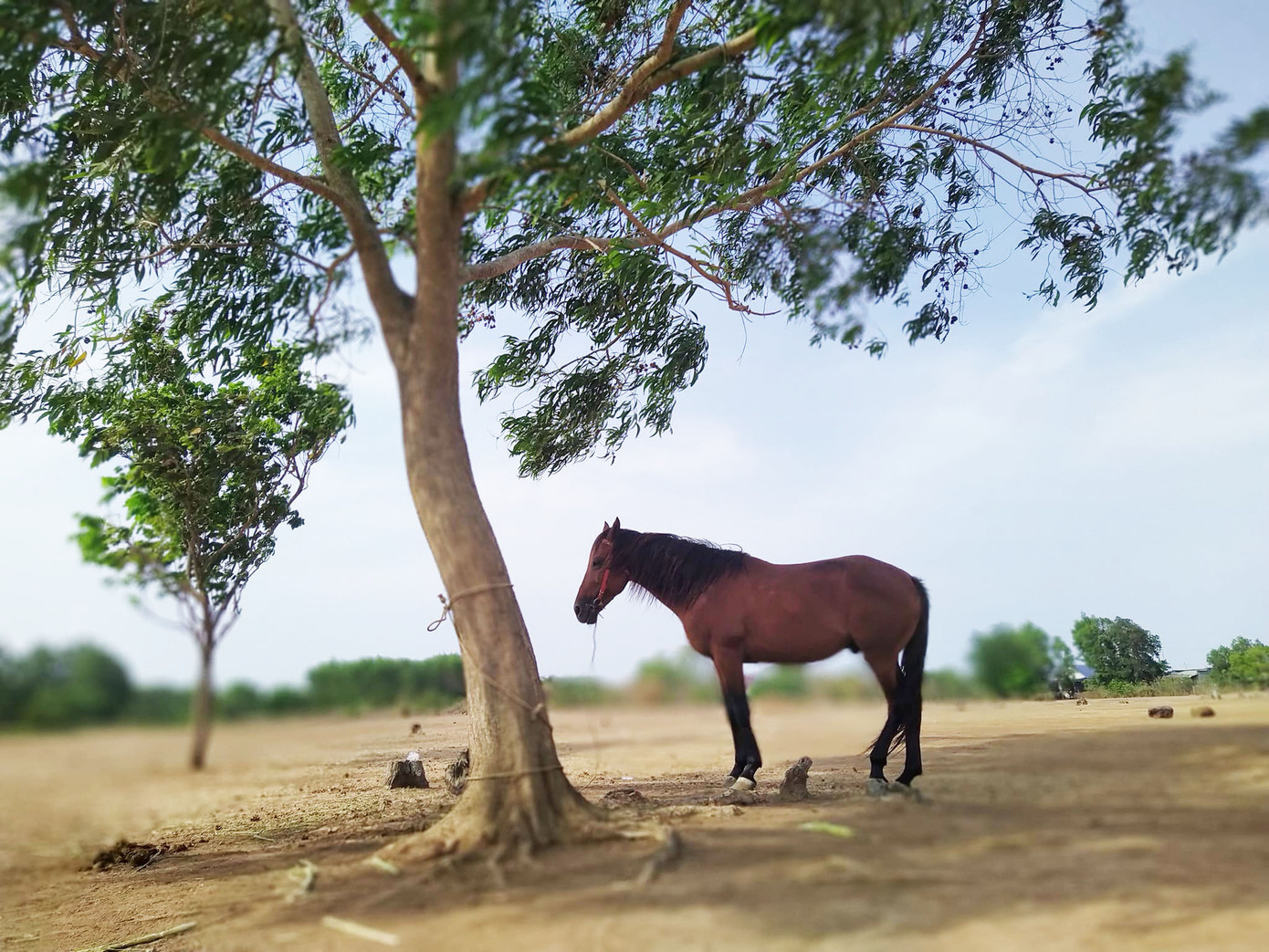 Người dân Suối Nghệ nuôi ngựa và cừu.