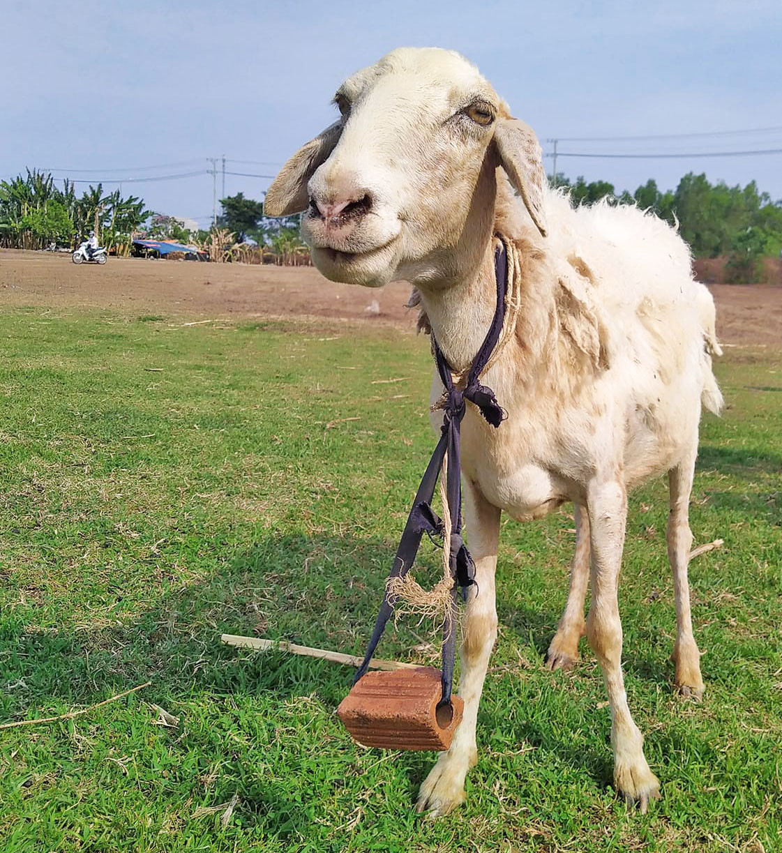 Những con cừu rất thân thiện và có trí nhớ đặc biệt tốt. Chúng có thể tìm đường về nhà mỗi ngày mà không cần ai dẫn dắt. Một vài con cừu quá năng động đã được "kìm chế" bằng cách đeo gạch vào cổ.