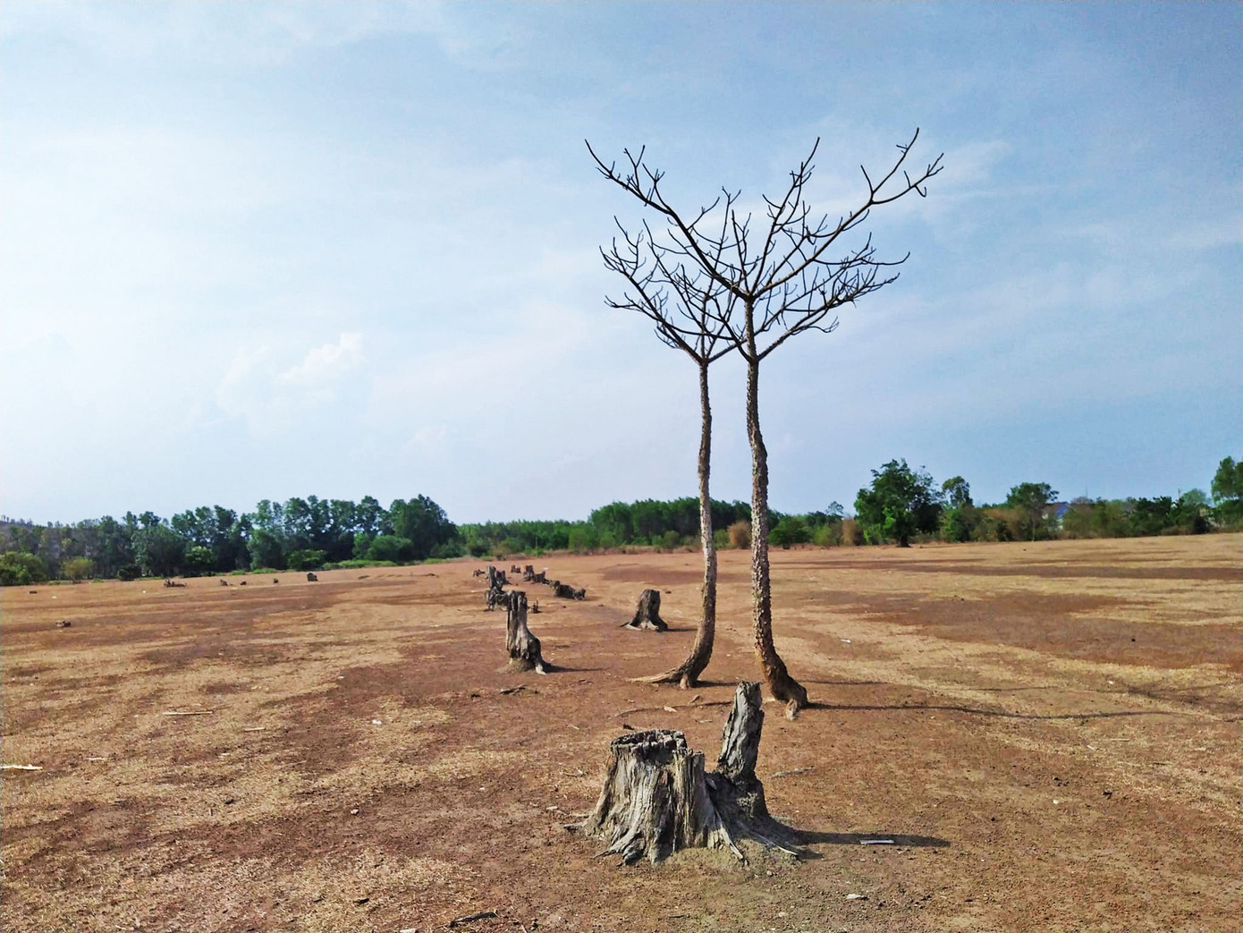 Khung cảnh thiên nhiên hoang sơ của đồi cừu