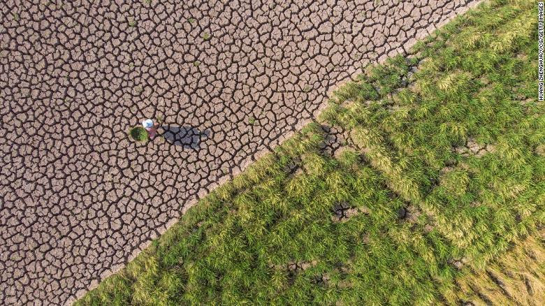 Ruộng lúa khô nứt nẻ ở tỉnh Tứ Xuyên, Trung Quốc. Ảnh: Getty Images. Ruộng lúa khô nứt nẻ ở tỉnh Tứ Xuyên, Trung Quốc. Ảnh: Getty Images.