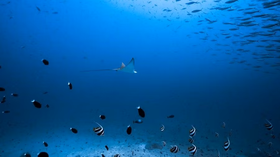 Riêng du lịch ngắm cá đuối ở Maldives mỗi năm tạo ra doanh thu 15 triệu USD. Ảnh: AP.