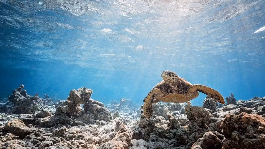 Maldives có 99% là đại dương và chỉ 1% là đất liền, nằm ở độ cao trung bình 1,5 mét so với mặt biển. Ảnh: AP.