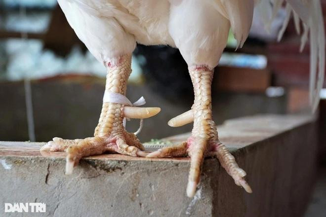 Chân gà nổi vảy rồng và cựa màu vàng nhìn rất đẹp (Ảnh: Bảo Kỳ). Chân gà nổi vảy rồng và cựa màu vàng nhìn rất đẹp (Ảnh: Bảo Kỳ).