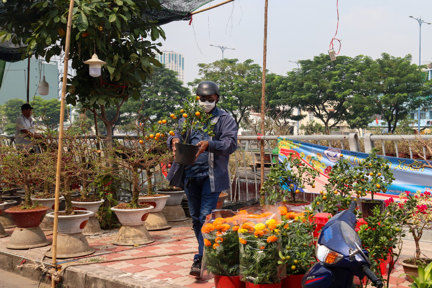 Người dân mua cây trưng Tết.