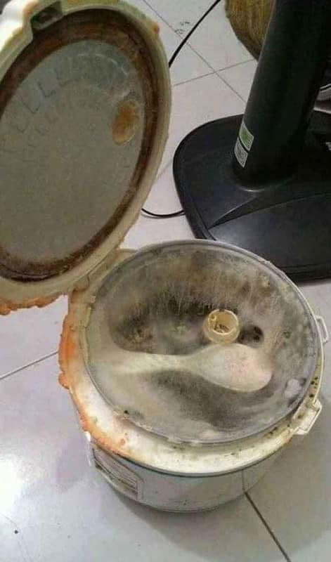 Kiếp nạn thứ 73 của hội "não cá vàng" khi quên vệ sinh nồi cơm điện. Ảnh: Weibo Việt Nam Kiếp nạn thứ 73 của hội "não cá vàng" khi quên vệ sinh nồi cơm điện. Ảnh: Weibo Việt Nam